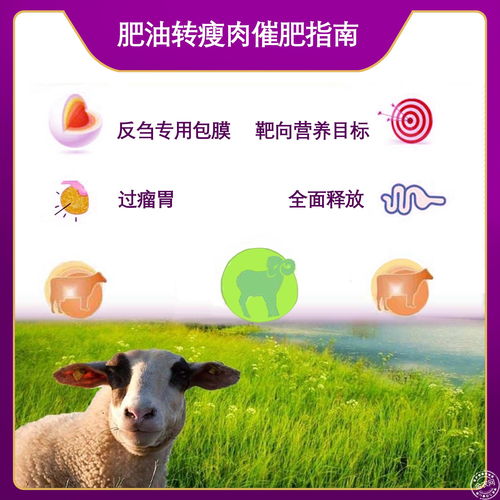 过瘤胃胍基乙酸 牛羊催肥新选择，助力高效养殖